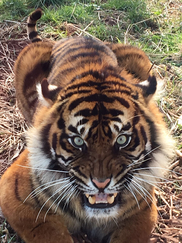 C.SUMATRAN TIGER S LAKES ZOO.jpg